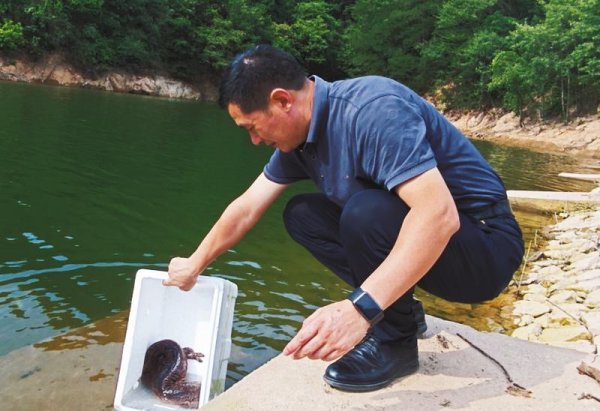 中证策略 娃娃鱼误入水渠 干群助其“回家”